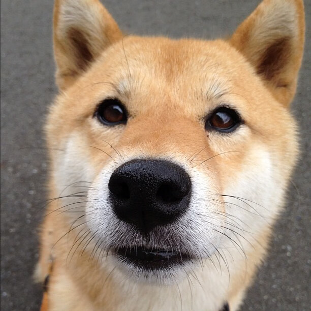 铁卫夜改意甲格局，阿尔瓦雷斯双响炮击碎马赛，那不勒斯暗流汹涌