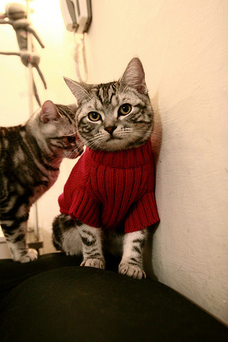 地球另一端的密码，当深圳队逼出米切尔的终极形态