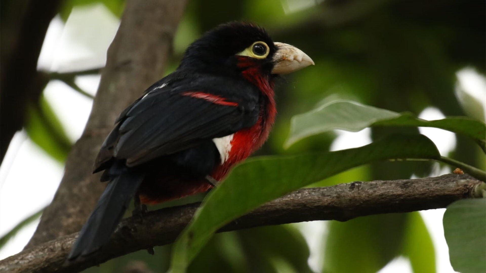 边界与呐喊,当足球成为另一种战场—波兰在焦点战中击溃乌克兰的象征意味