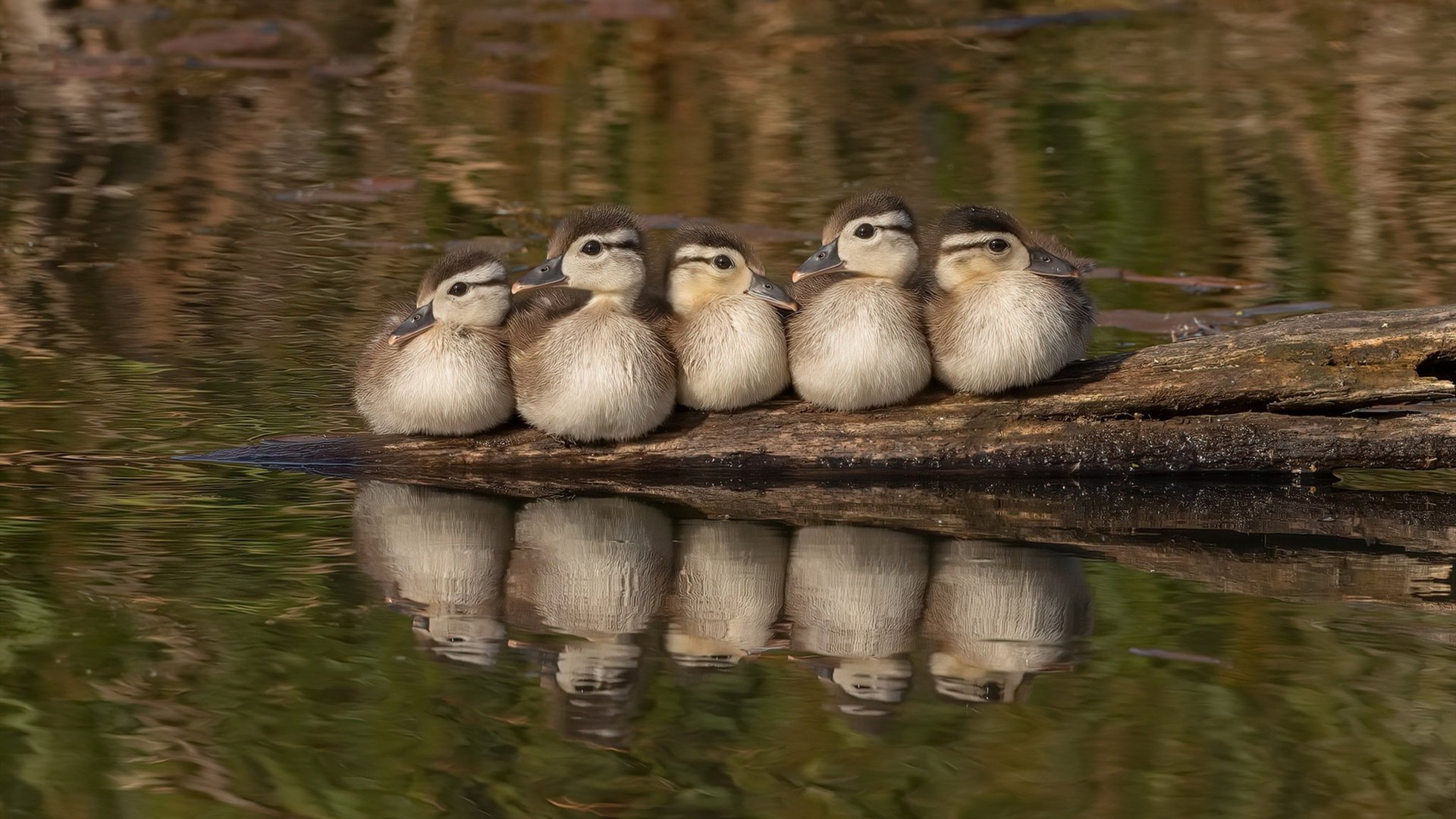 金矿与蓝桥，当佛罗伦萨的收割，缠绕着奥斯梅恩拉满的评分