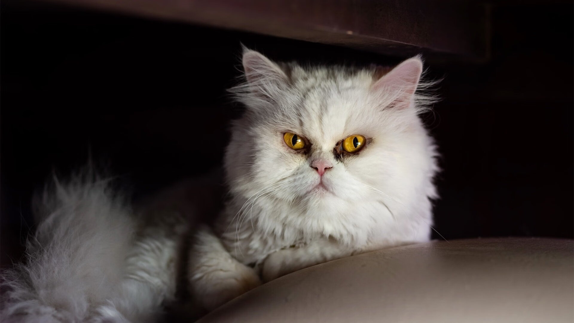 铁壁与刀锋，阿劳霍如何在一夜之间定义意甲争冠天平