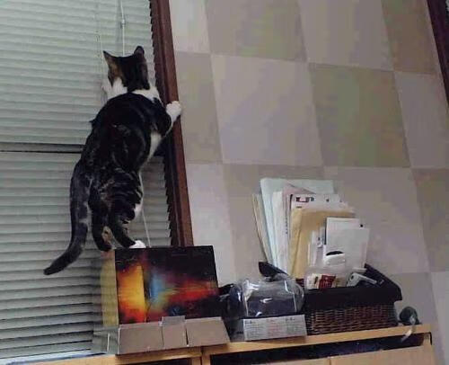 绿茵场与波斯湾，当足球超越边界