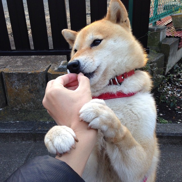 足球的脉搏，跳动在三大洲的交响