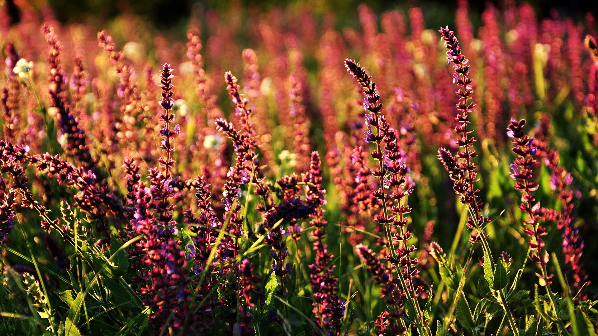 哈登总决赛王者归来，快船硬仗击溃爵士，统治时刻铸就传奇