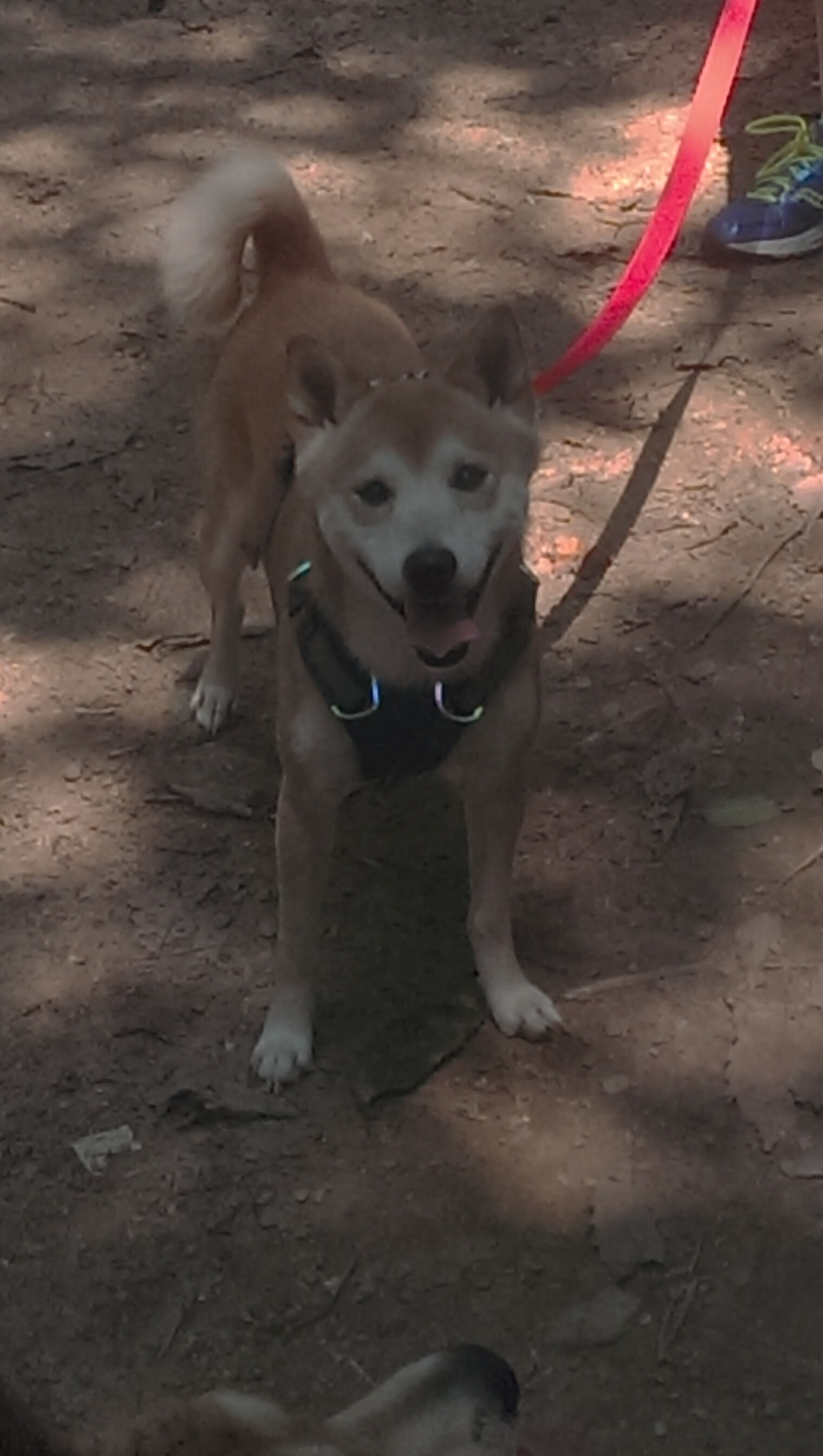 鹰击长空，淘汰火箭之战，拉文打破所有质疑