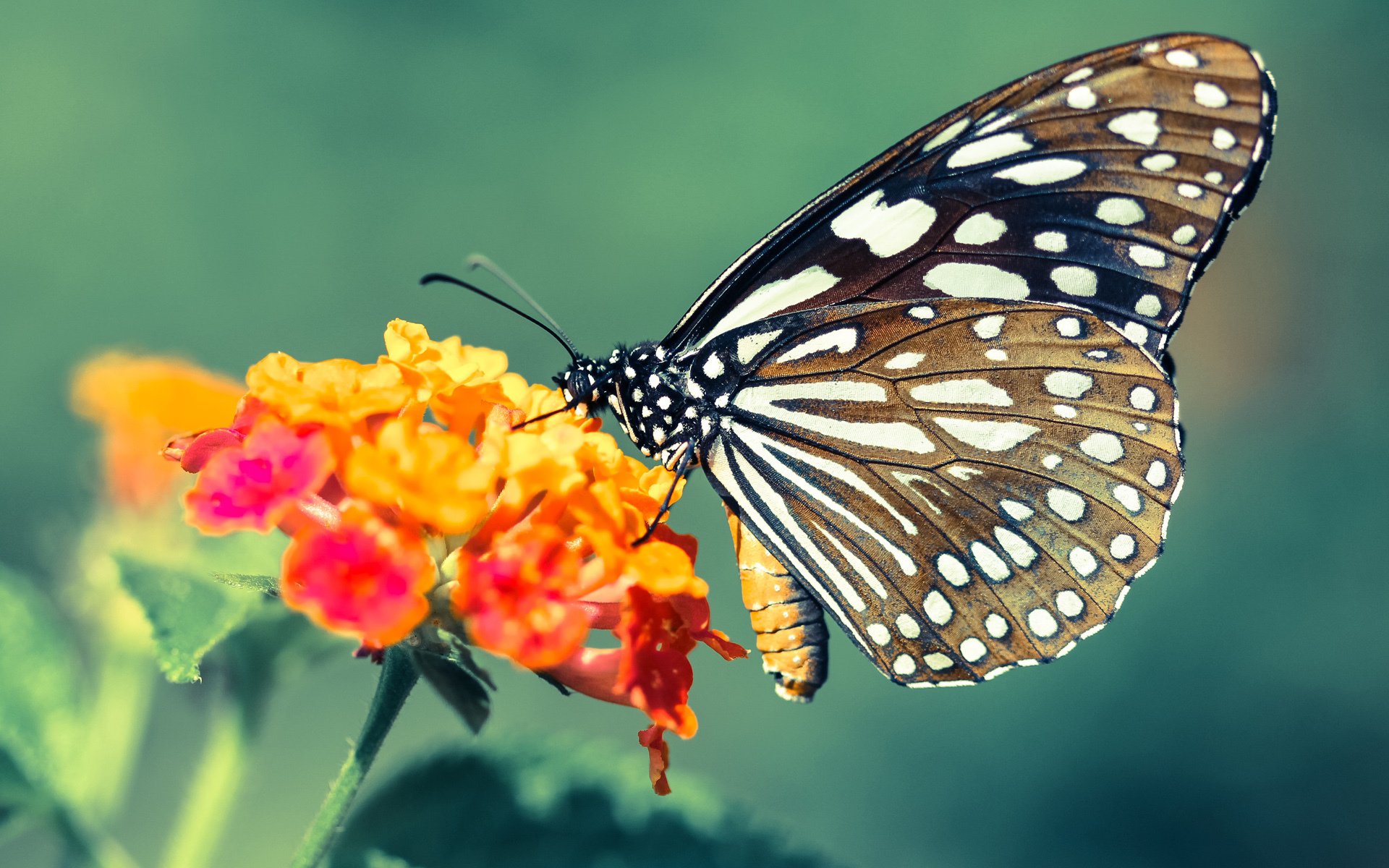 1.王储加冕夜，于无声处听惊雷，贝林厄姆末节独舞定乾坤