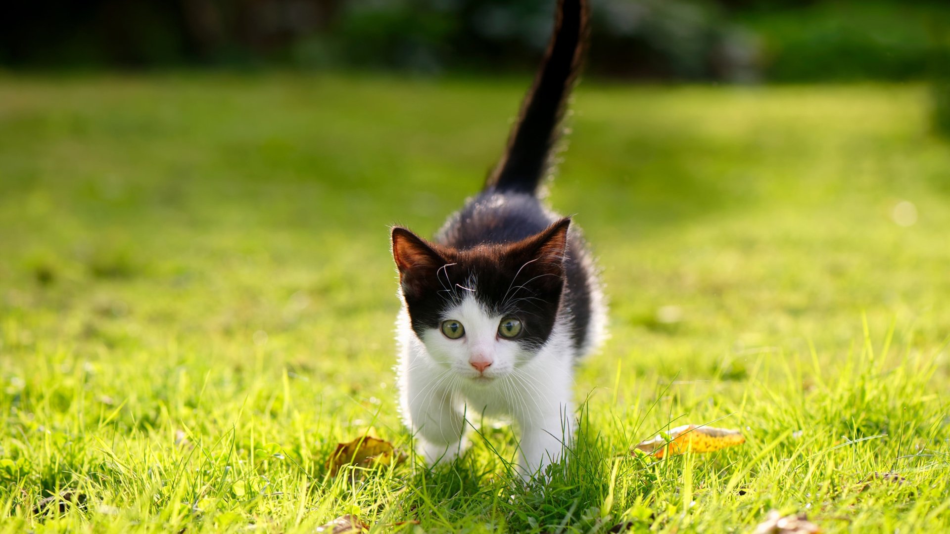 新生代锋线的权力交替，当雄鹿击溃勇士，塔图姆掌控比赛走势