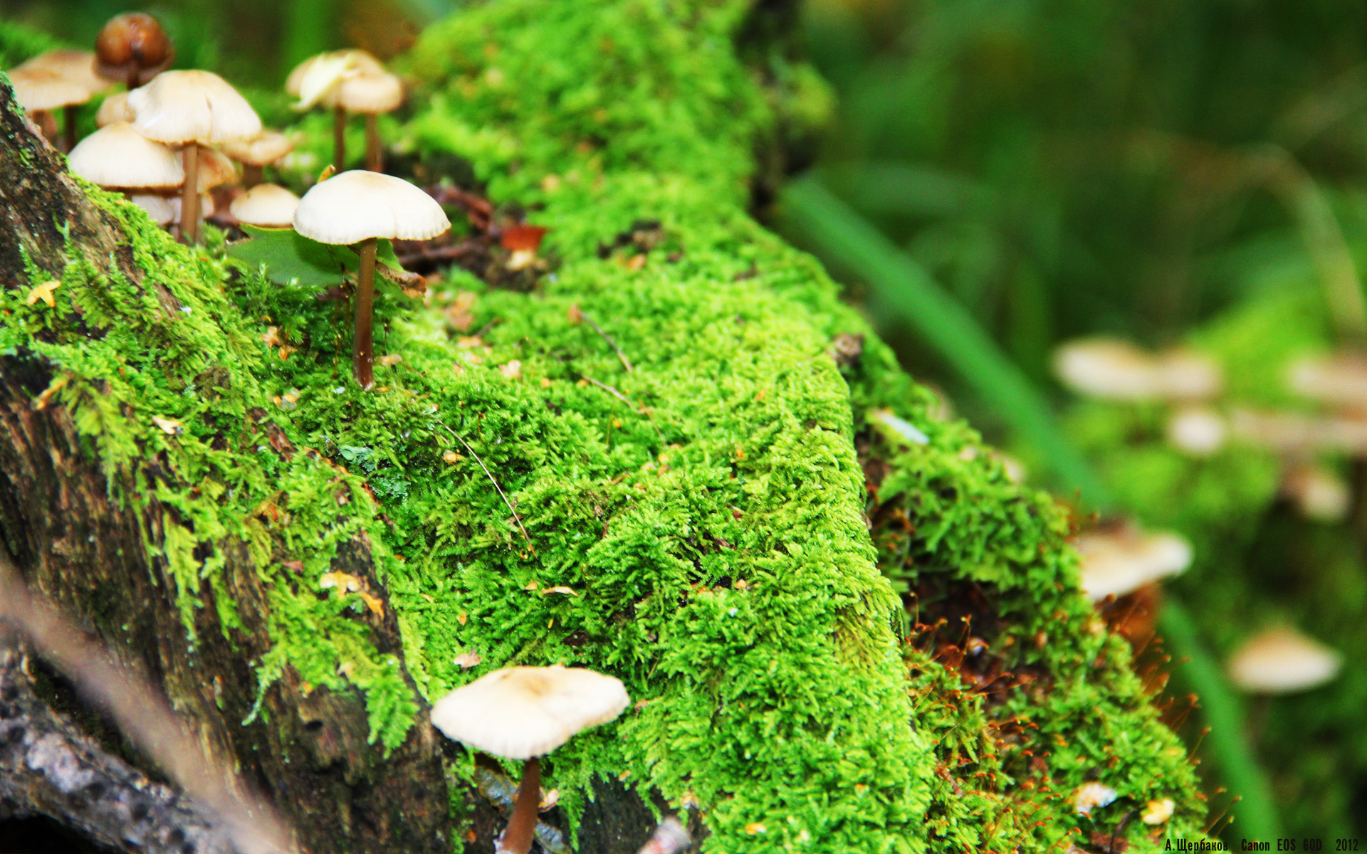 冰与火的交响，当团队华尔兹遇见孤胆史诗