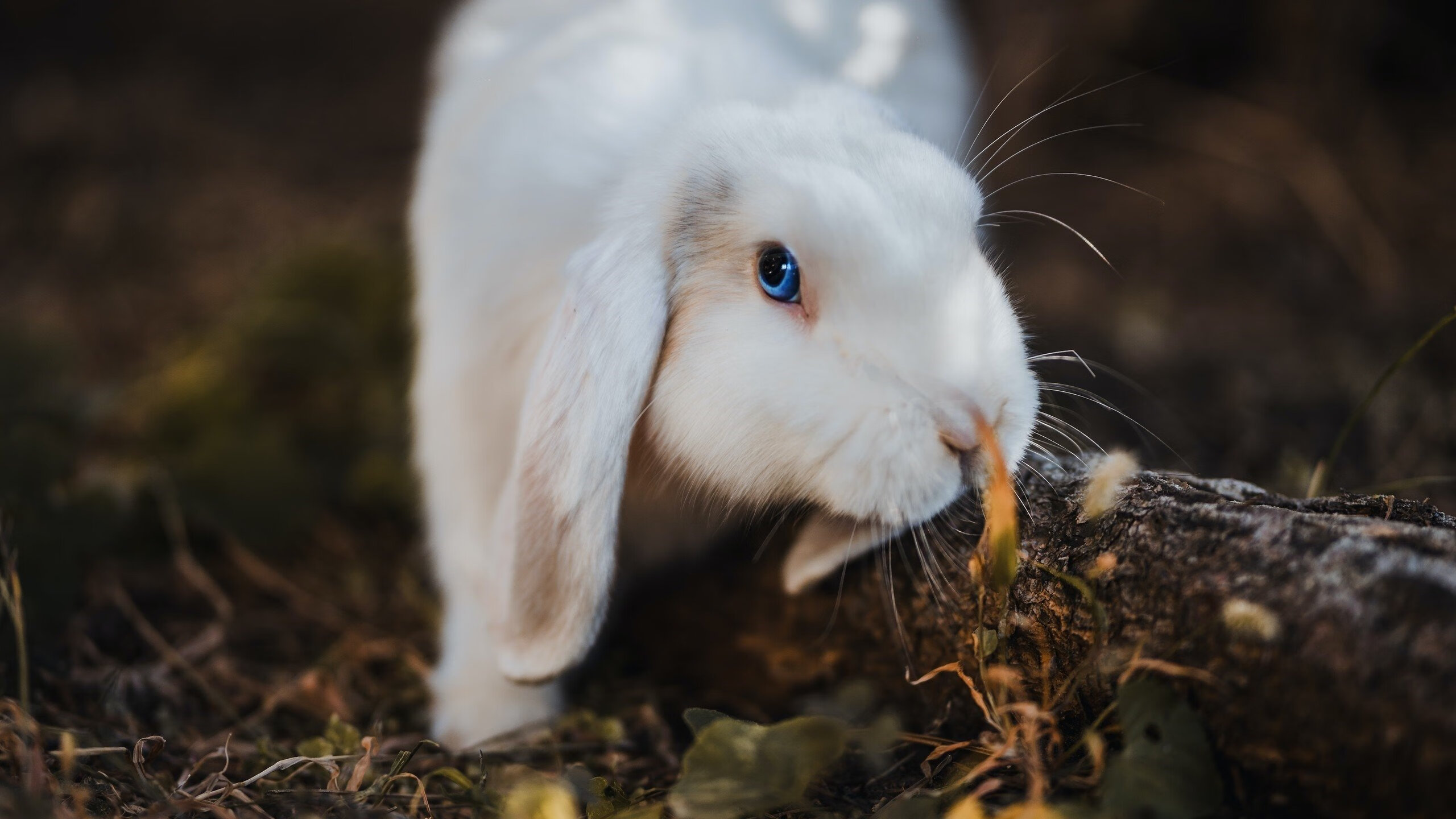 11人唯一不惧意式防守的瑞士人，阿坎吉用第二落点终结拉齐奥的悬念