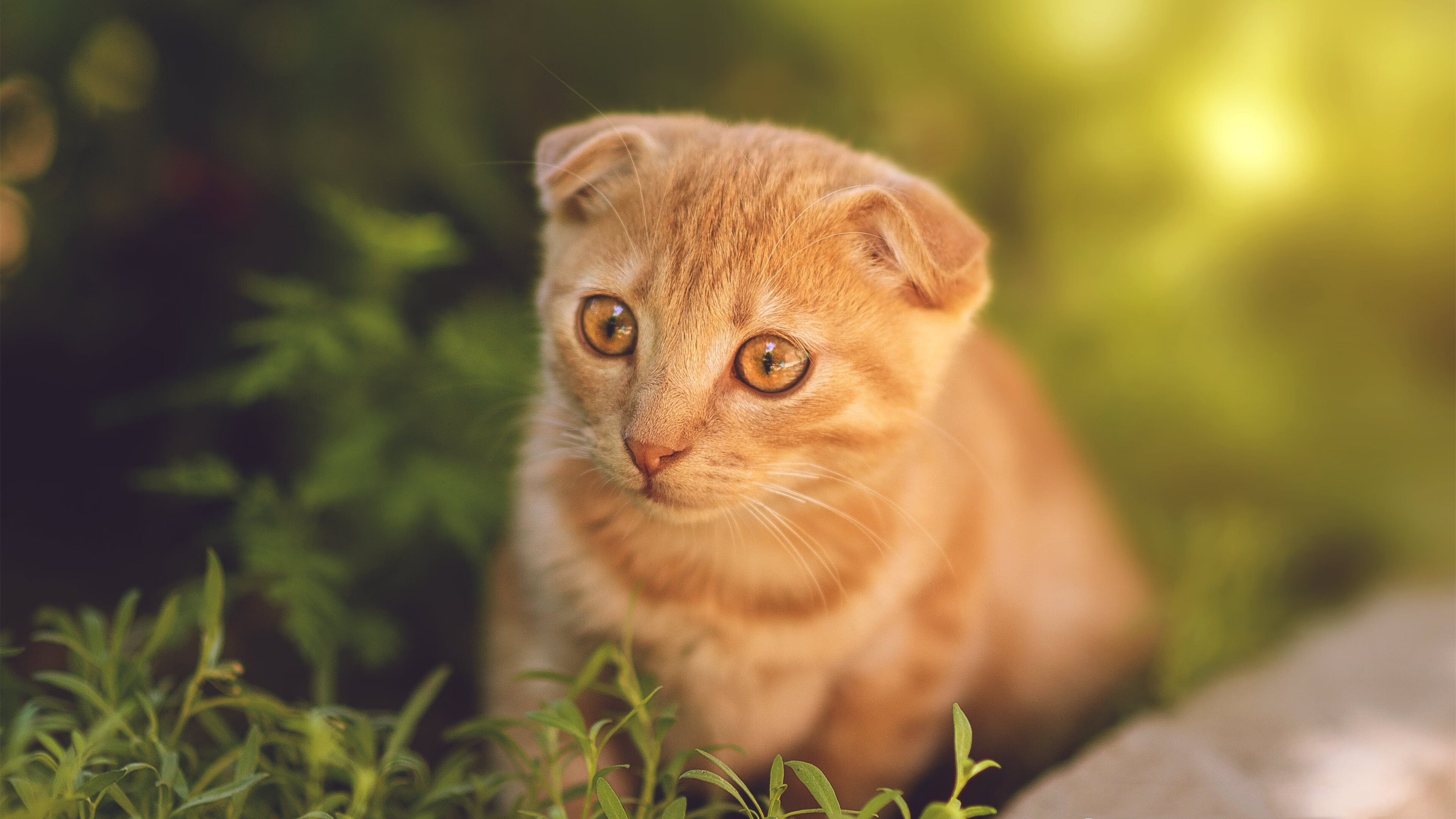 东风西渐，沙特资本改写足坛规则，贝林厄姆式关键先生正重塑现代足球