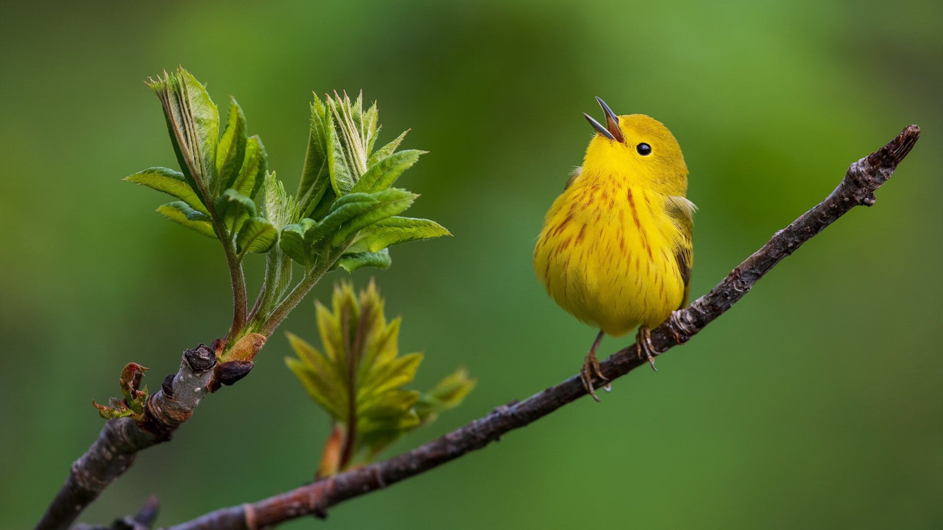 掌心的天空，篮网封锁老鹰，文班亚马如何成为关键先生