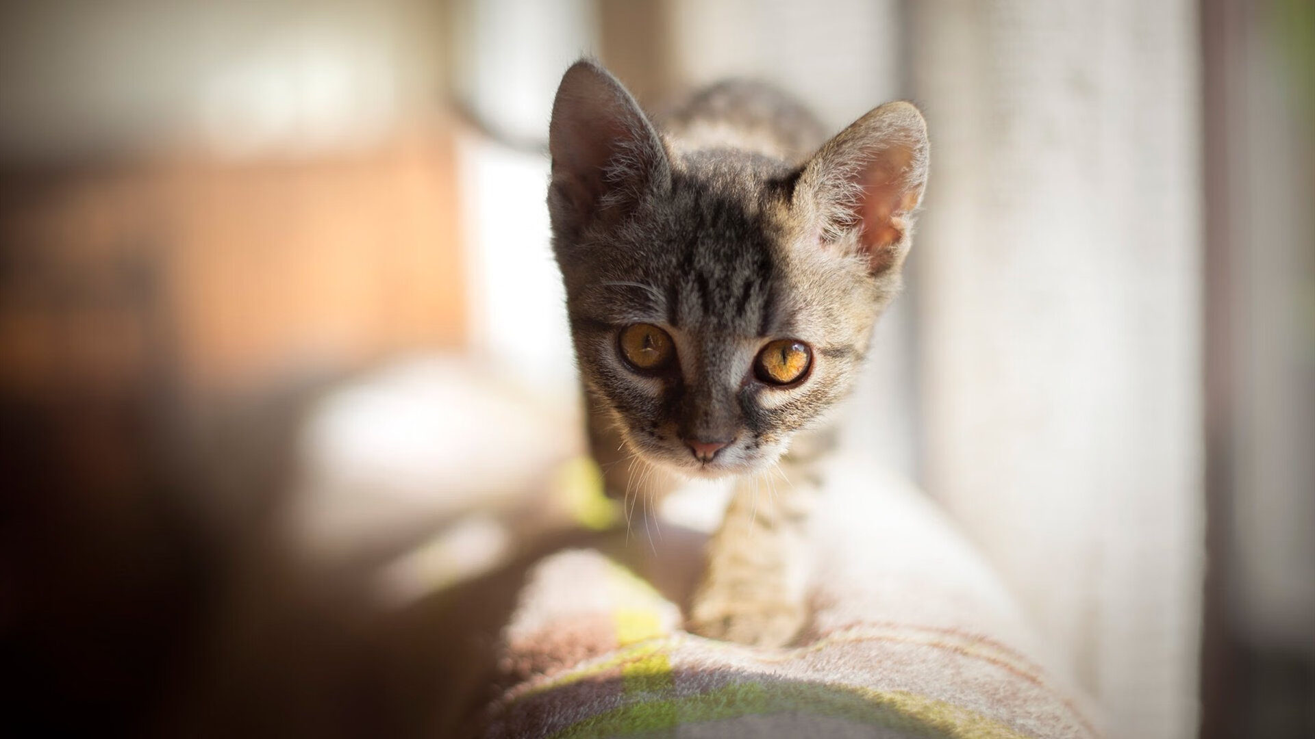 火药味与轮胎焦味，当佛罗伦萨的文艺复兴激情冲垮韩国精密方程式
