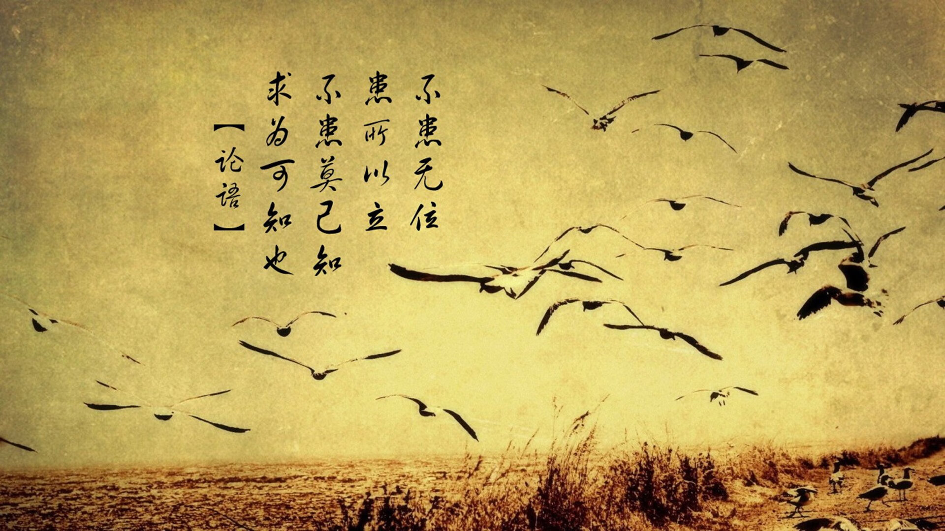 燃烧的蒲公英，当C罗的最后一舞撞上德布劳内的黄金分割线—2026世界杯D组那场唯一性的时光悖论