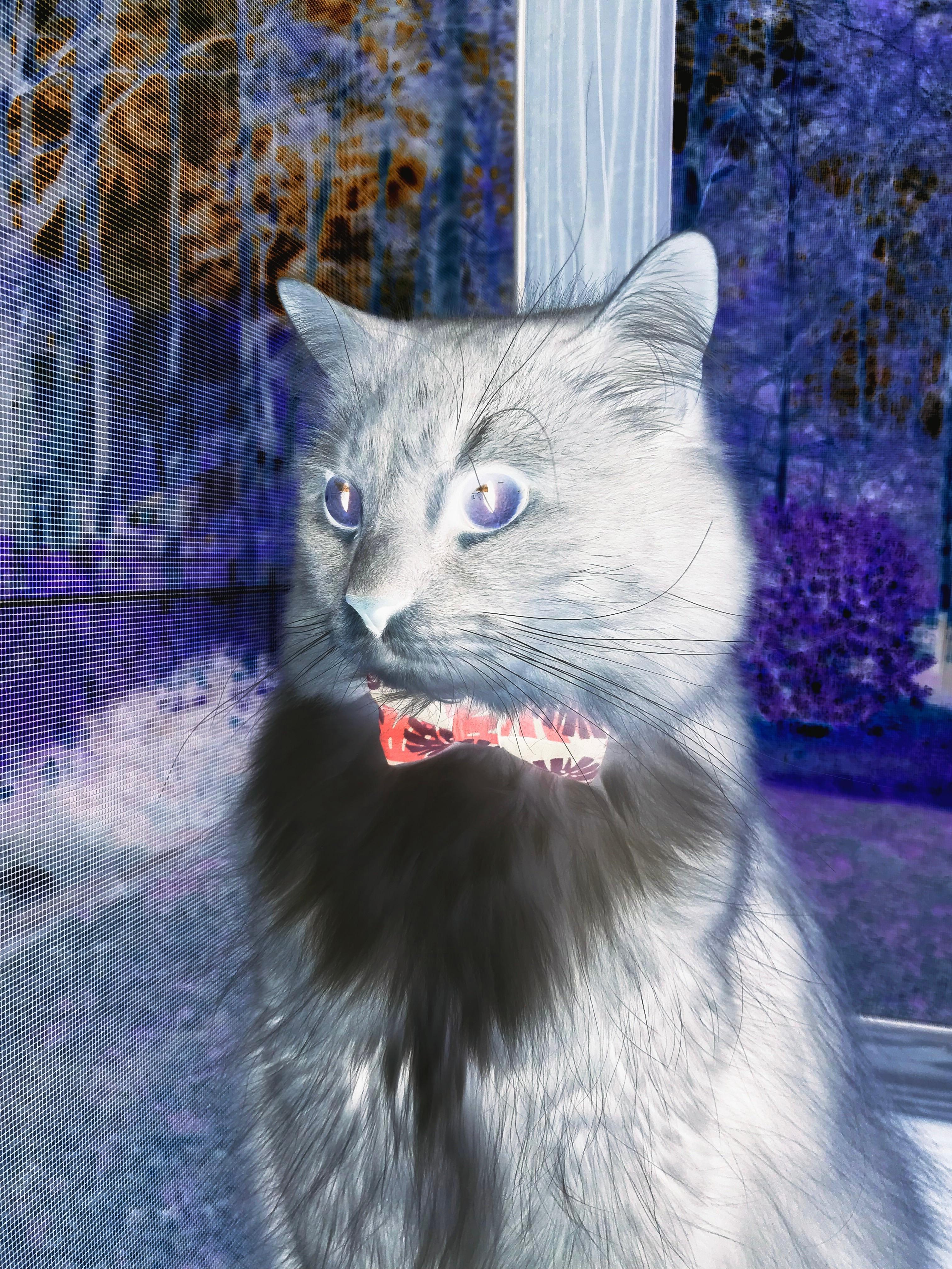 德黑兰的黄昏，克罗地亚的绝唱，2026，当莫德里奇的弧线划破波斯铁骑的梦境